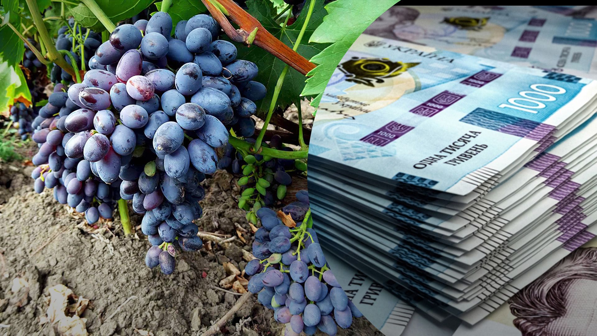 Чому виноград такий дорогий Чому виноград такий дорогий