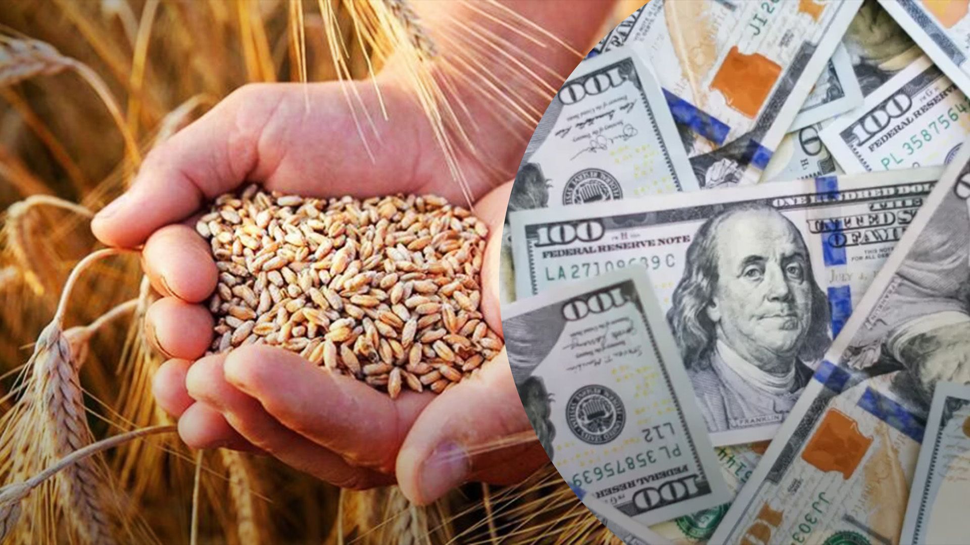 Украинская экспортная пшеница будет дорожать Украинская экспортная пшеница будет дорожать