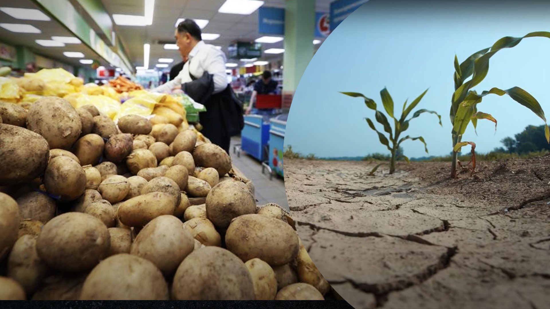 Засуха снизила урожай овощей и картофеля Засуха снизила урожай овощей и картофеля