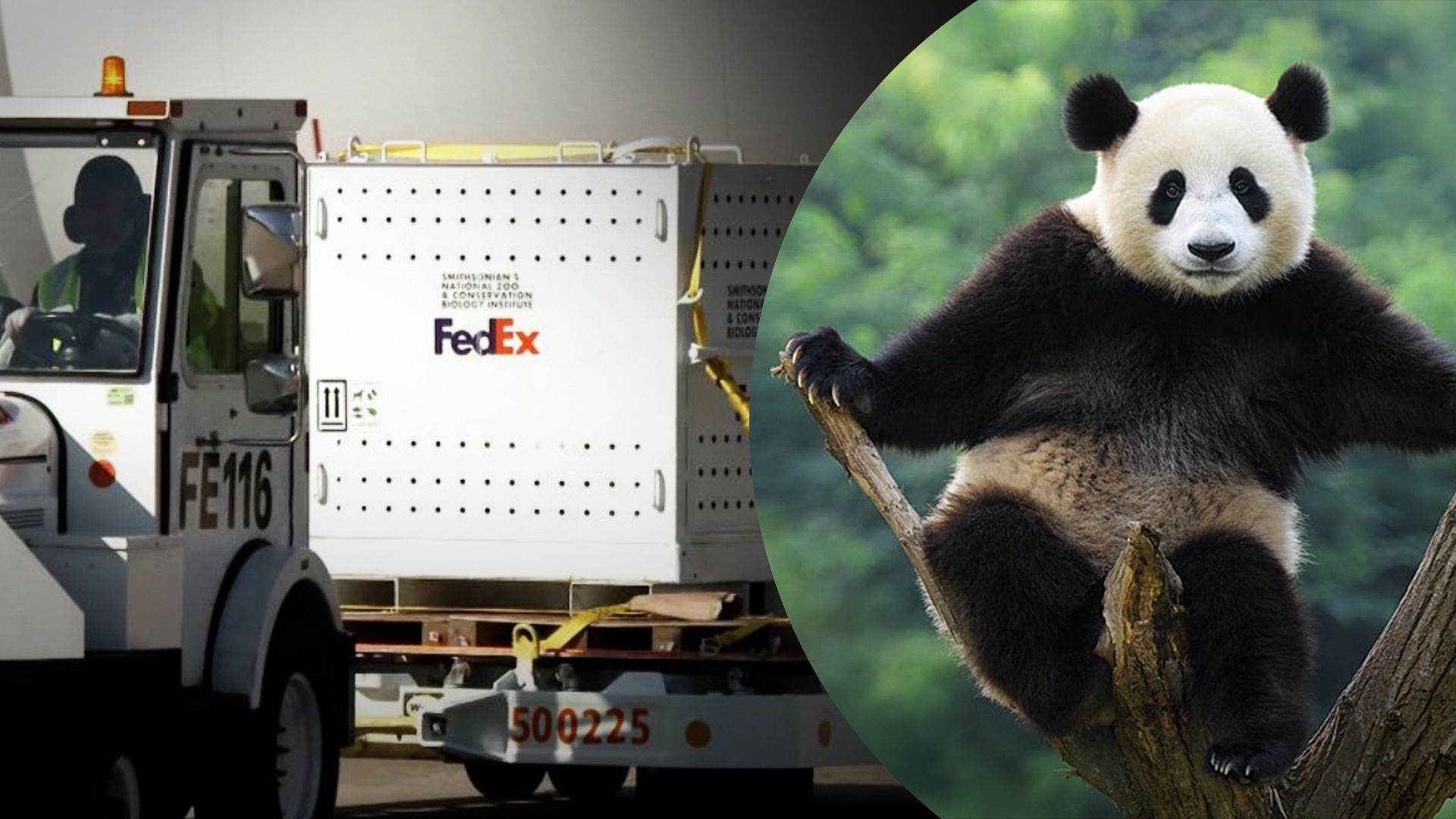 Вперше за 24 роки до Вашингтону прибули дві панди з Китаю Вперше за 24 роки до Вашингтону прибули дві панди з Китаю