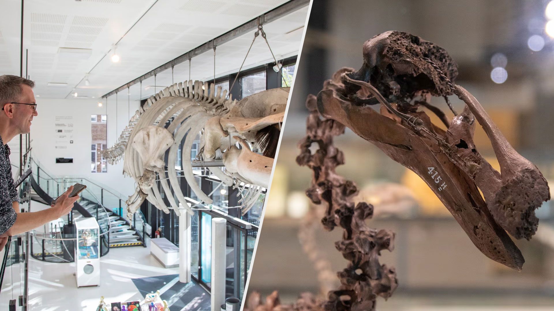 У музеї зоології в Кембриджі експонати заговорили завдяки ШІ - Тренди У музеї зоології в Кембриджі експонати заговорили завдяки ШІ - Тренди