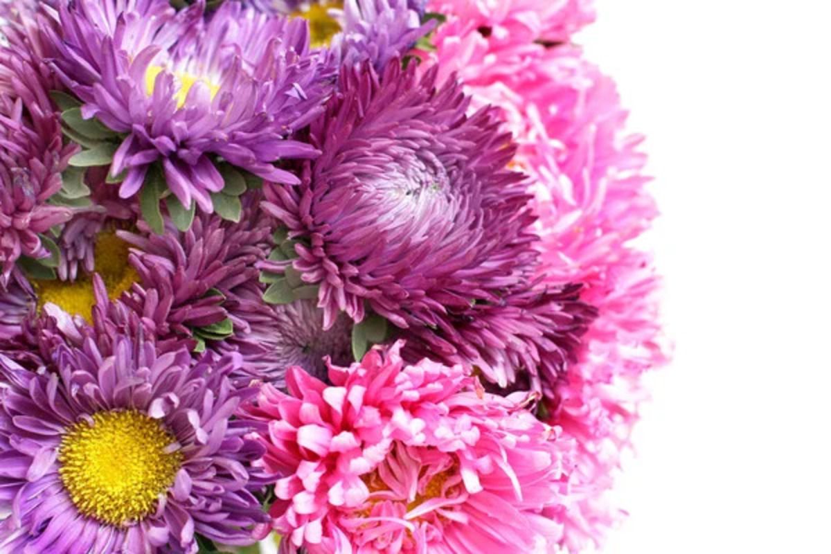 Георгины или жоржини - как правильно назвать эти цветы на украинском Георгины или жоржини - как правильно назвать эти цветы на украинском