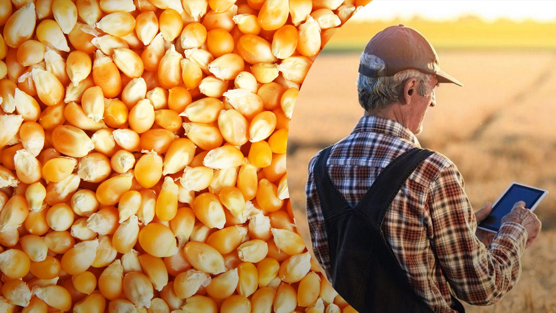 Кукуруза стала самой прибыльной культурой прошлого года Кукуруза стала самой прибыльной культурой прошлого года