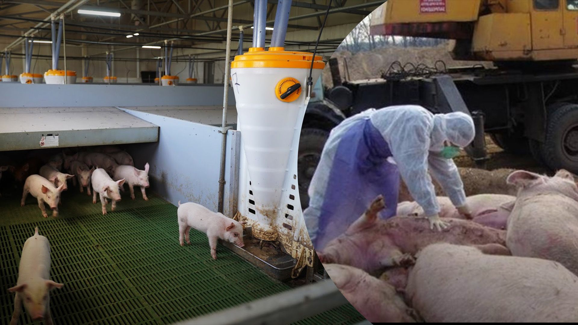 Чому свиней стає менше Чому свиней стає менше