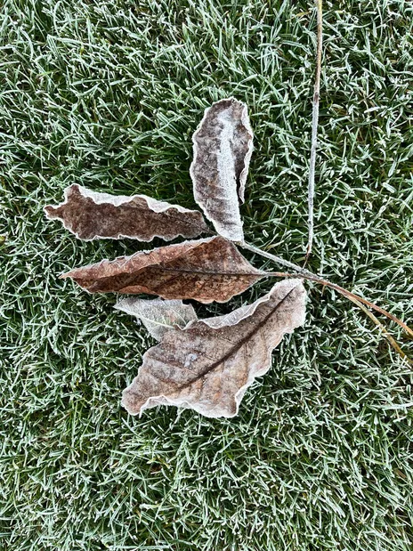 Заморозки в Украине Заморозки в Украине