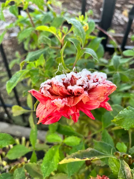 Заморозки в октябре Заморозки в октябре