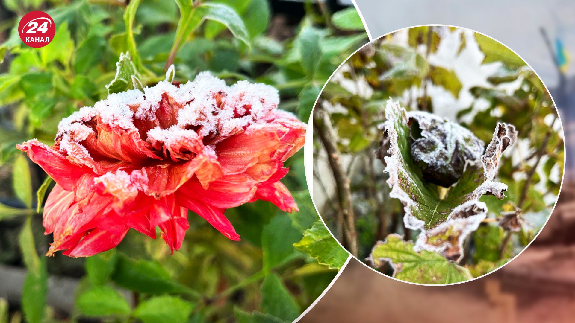 Заморозки в Украине сегодня - во Львове и на Прикарпатье иней - фото, видео - 24 Канал Заморозки в Украине сегодня - во Львове и на Прикарпатье иней - фото, видео - 24 Канал