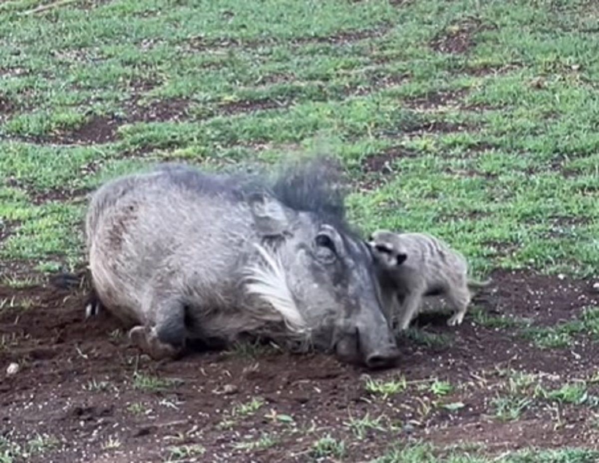 Тимон и Пумба существуют Тимон и Пумба существуют