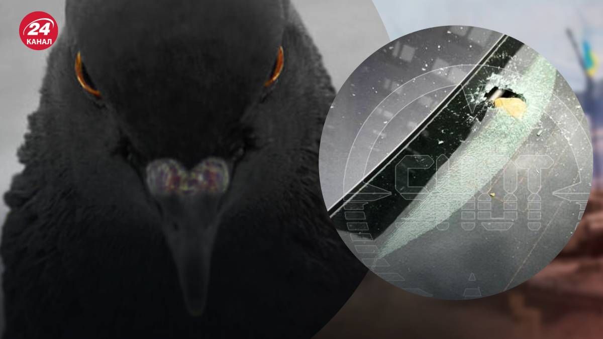 У Підмосков'ї відбувається справжній пташиний терор У Підмосков'ї відбувається справжній пташиний терор