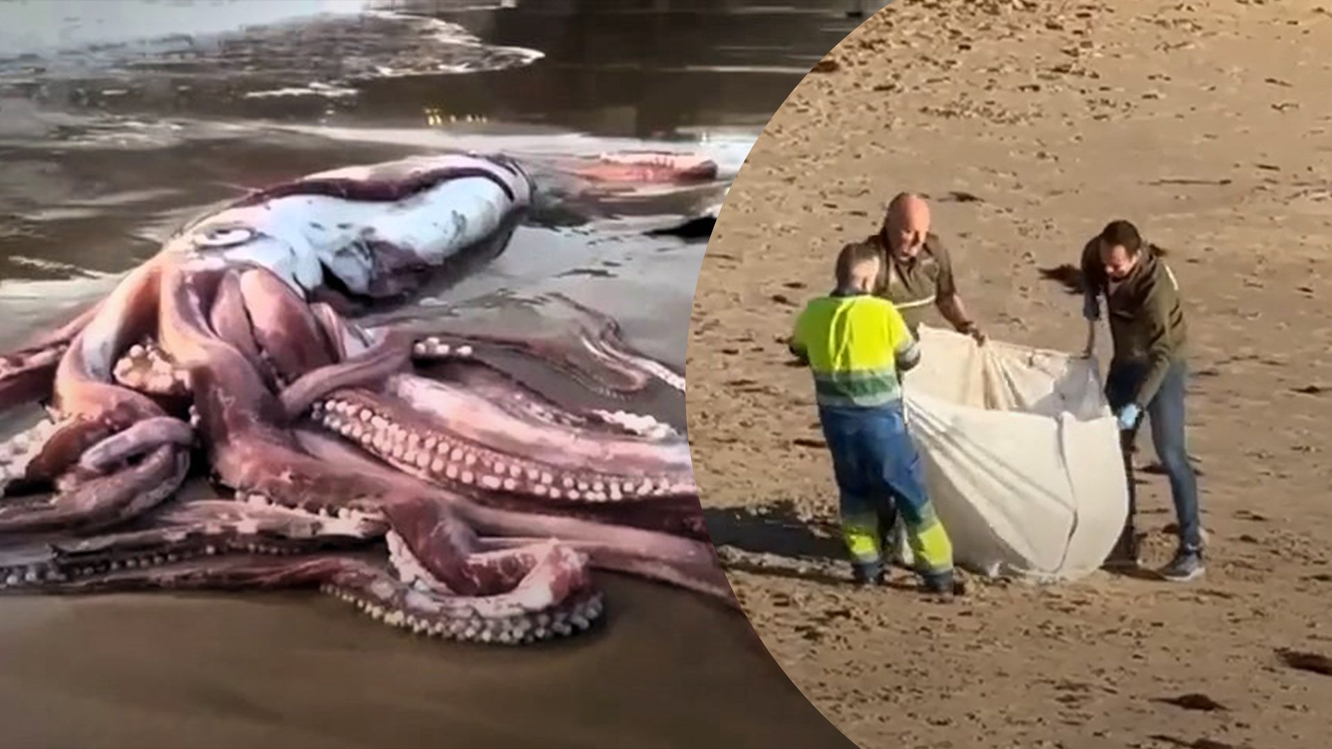 В Испании на пляже заметили десятиметрового кальмара-монстра: впечатляющие кадры - Развлечения В Испании на пляже заметили десятиметрового кальмара-монстра: впечатляющие кадры - Развлечения