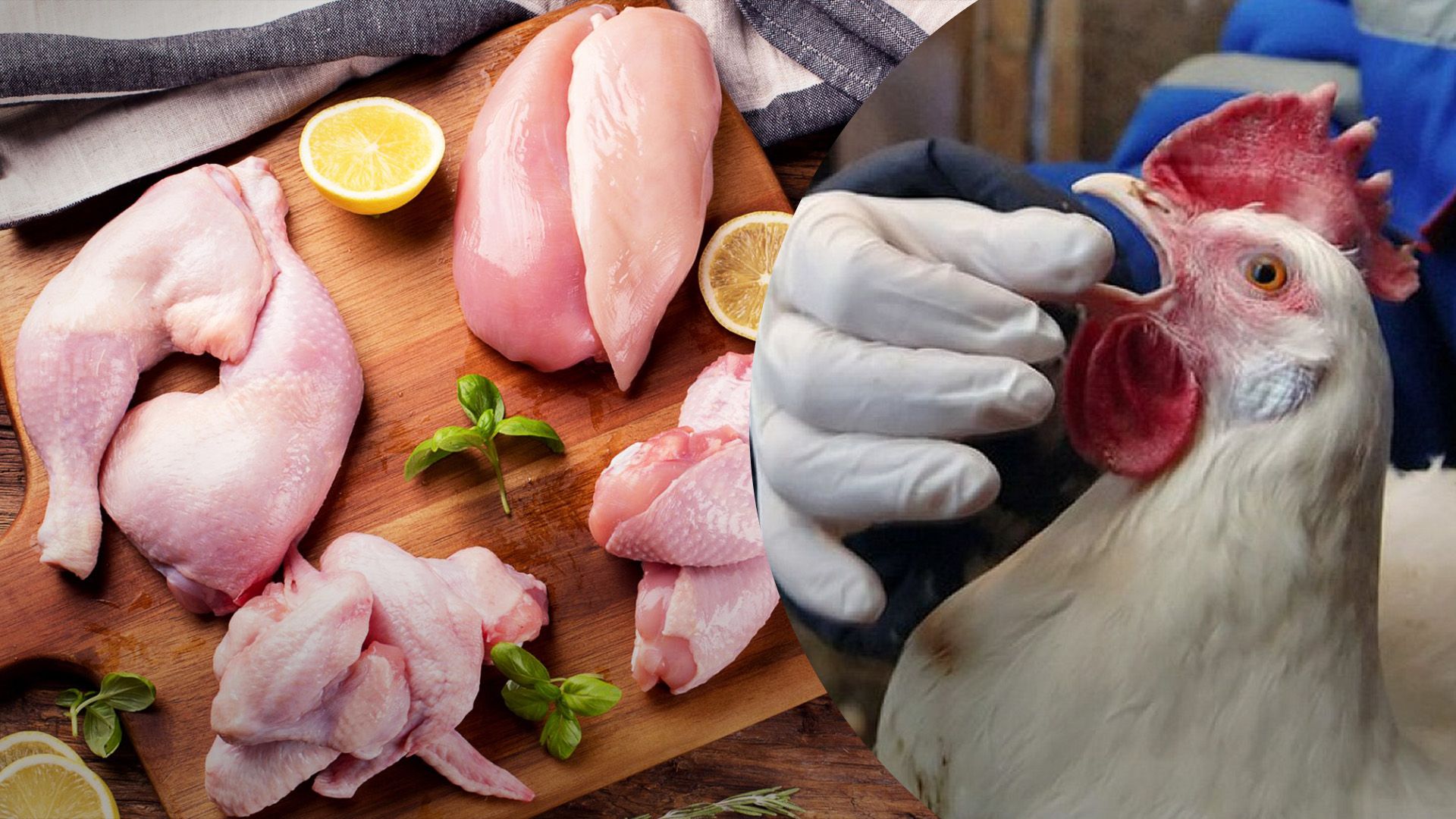 На Киевщине вспышка птичьего гриппа в Киевской области На Киевщине вспышка птичьего гриппа в Киевской области