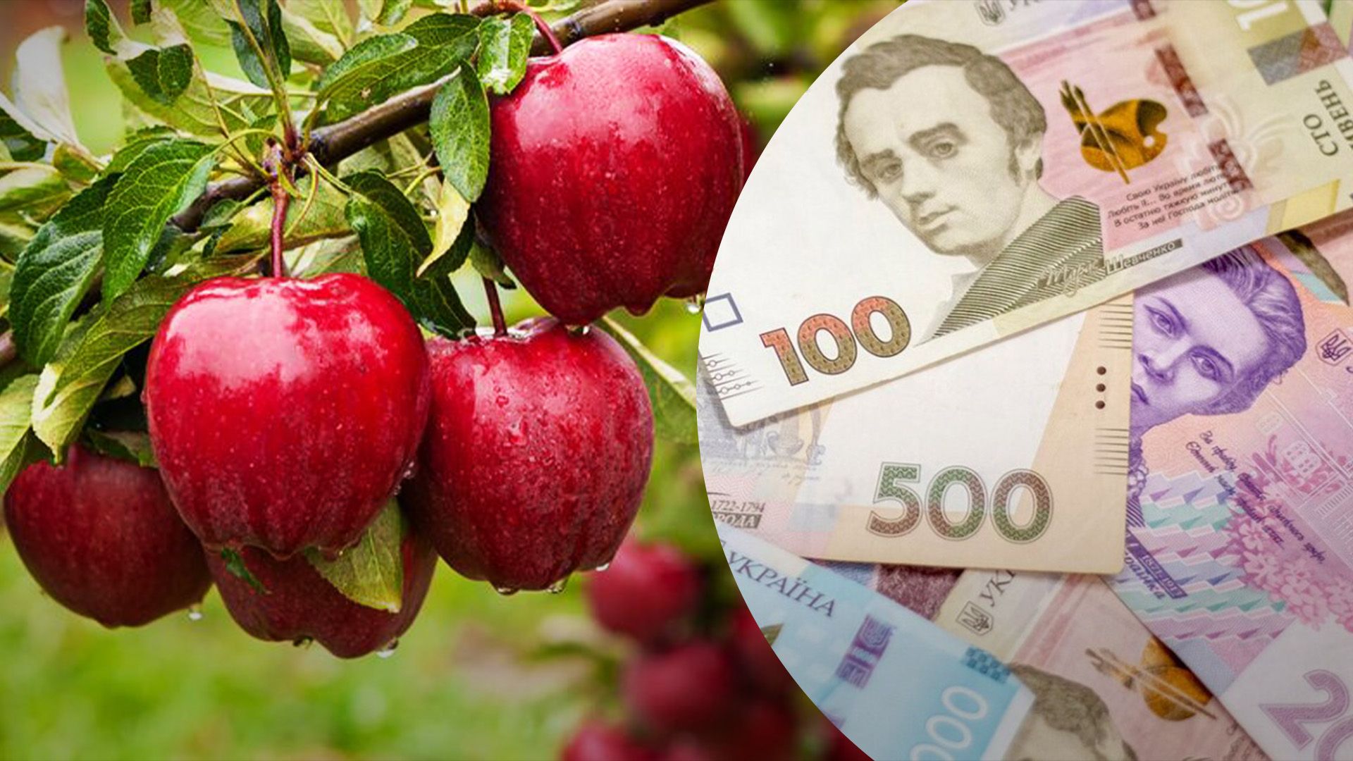 Яблука продовжили дорожчати Яблука продовжили дорожчати