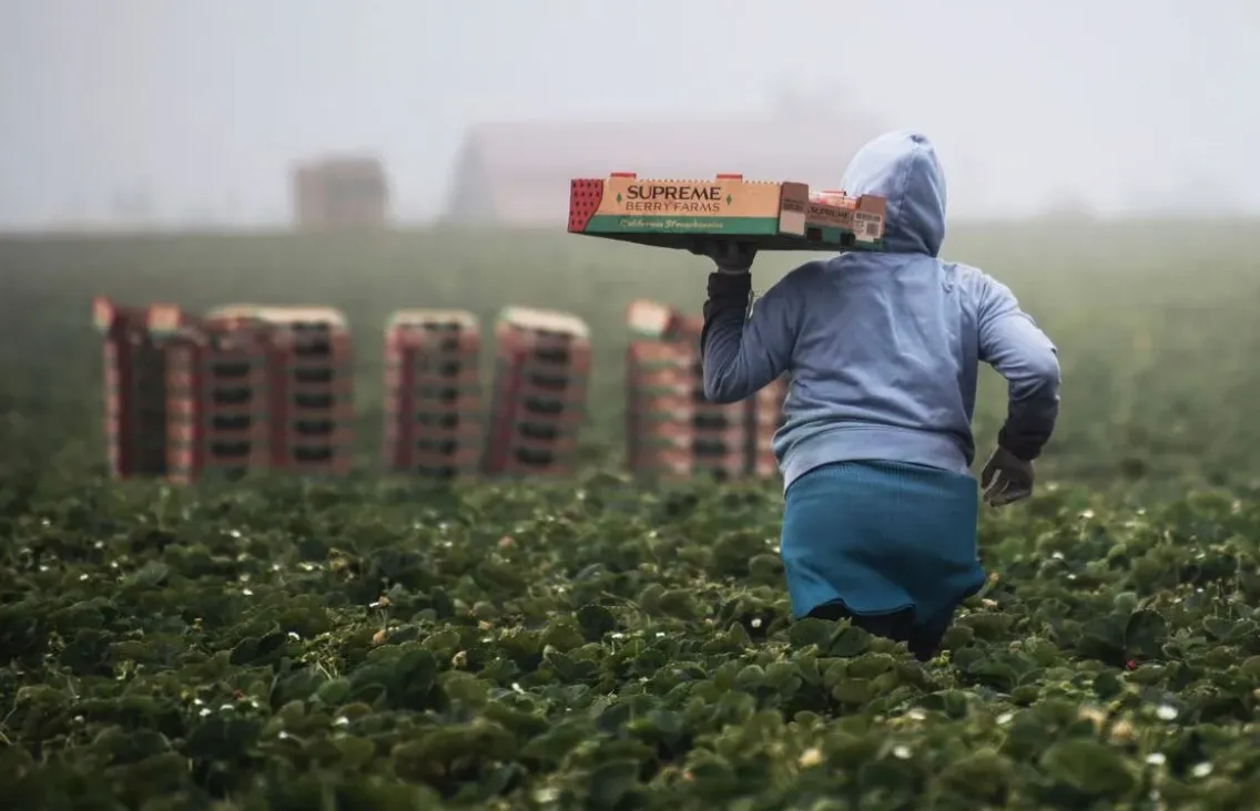 В Німеччині українцям пропонують роботу на підприємствах харчової промисловості, зокрема збір врожаю В Німеччині українцям пропонують роботу на підприємствах харчової промисловості, зокрема збір врожаю