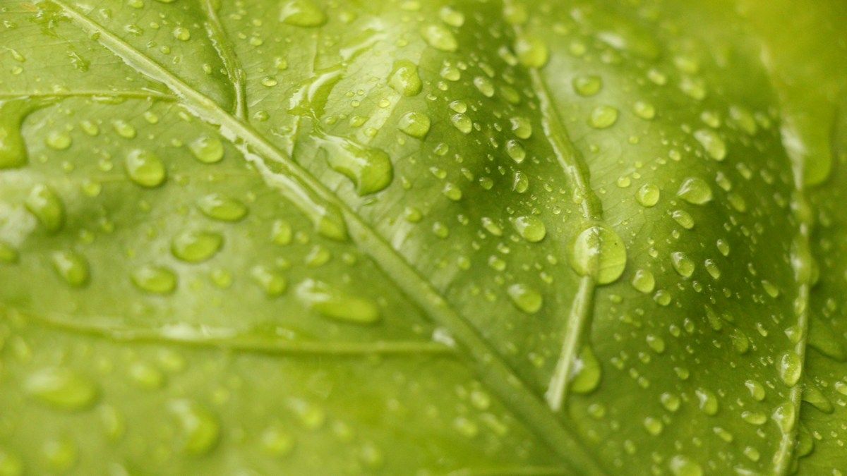 Революционное открытие может помочь в борьбе с изменением климата Революционное открытие может помочь в борьбе с изменением климата