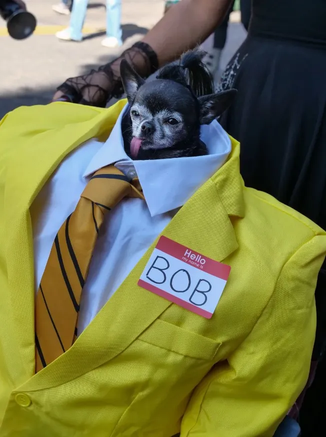 Парад собак в Нью-Йорке Парад собак в Нью-Йорке