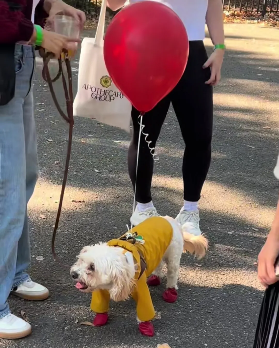 Парад собак в Нью-Йорке Парад собак в Нью-Йорке