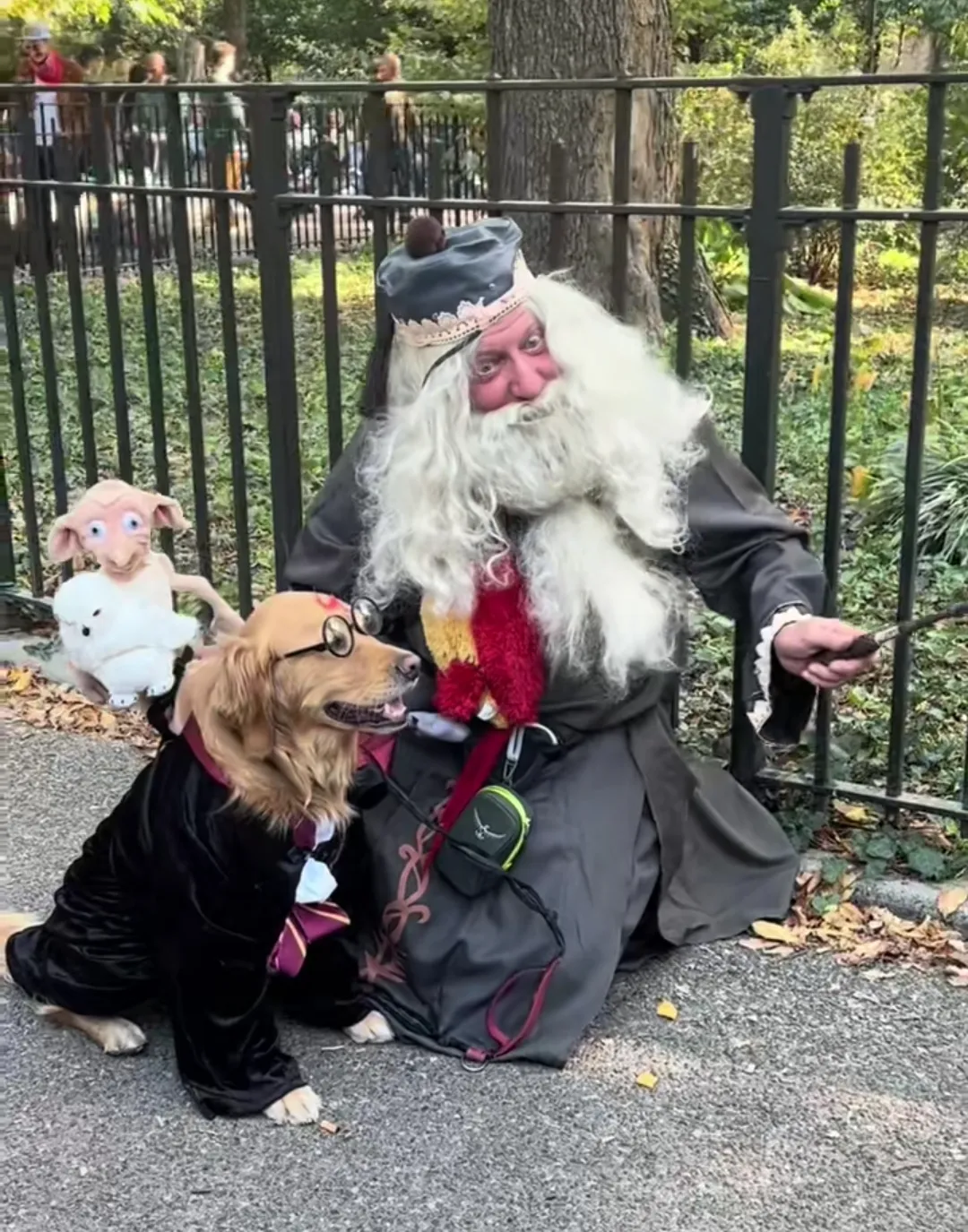 Парад костюмированных собак Парад костюмированных собак