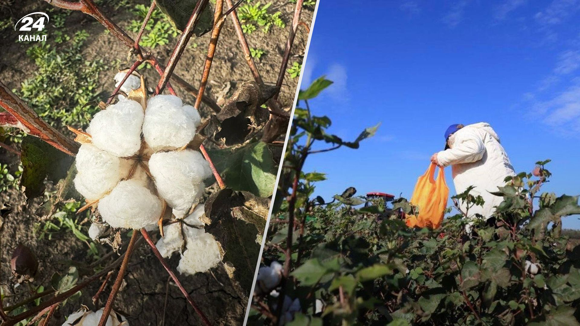 В Україні завершують збирання бавовнику В Україні завершують збирання бавовнику