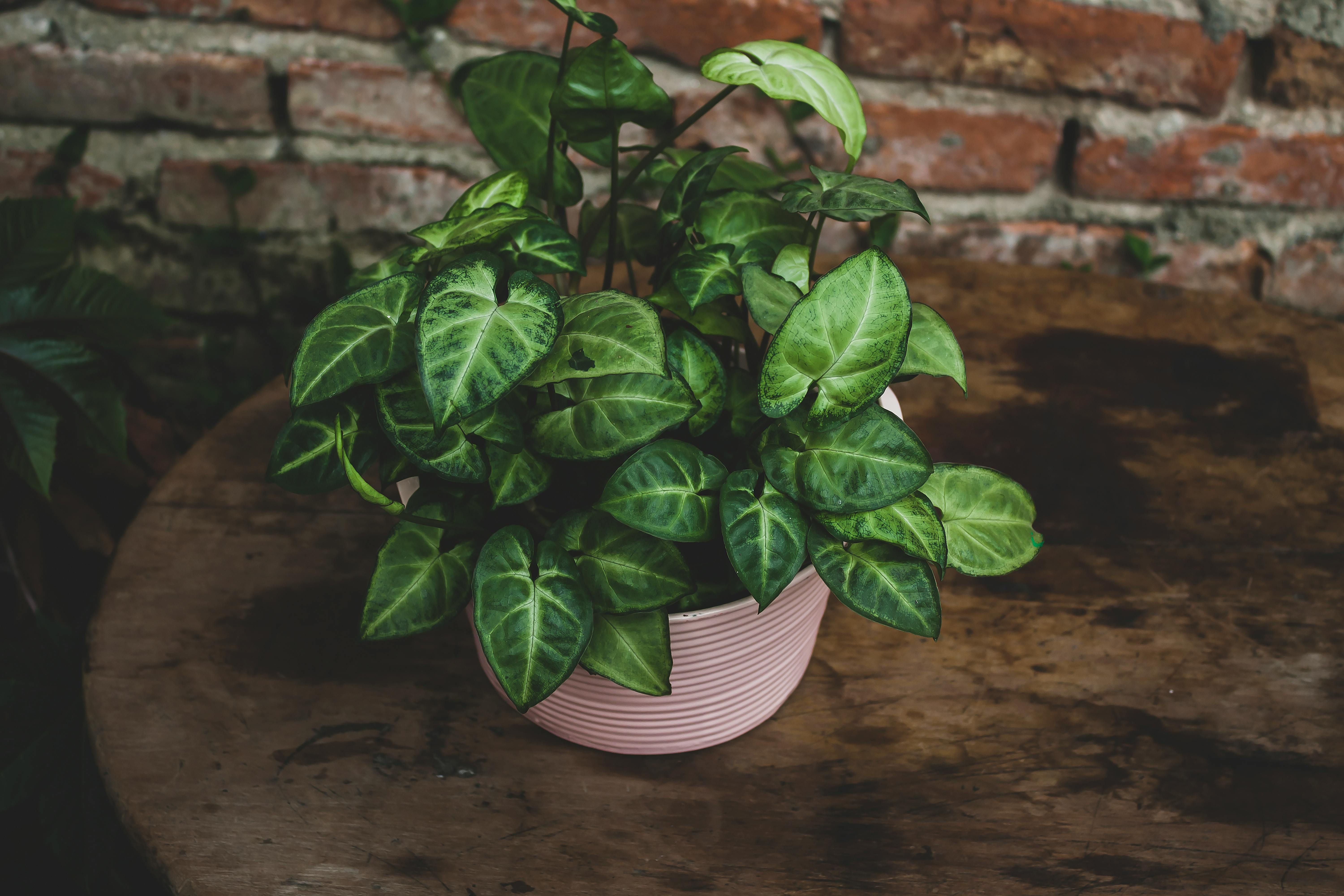 Какие комнатные растения приносят удачу в дом Какие комнатные растения приносят удачу в дом