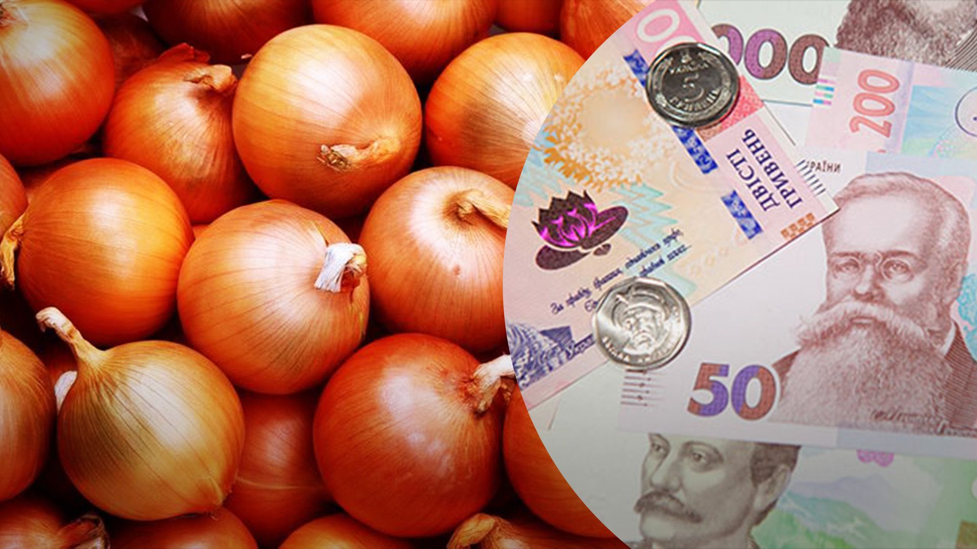 Лук в Украине дорожает в цене Лук в Украине дорожает в цене