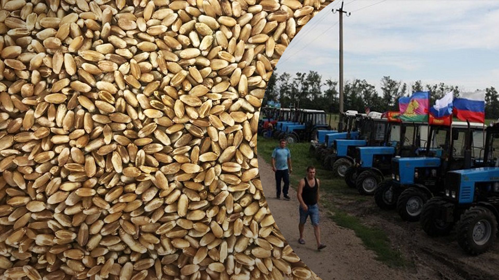 В России падает урожайность пшеницы в России В России падает урожайность пшеницы в России