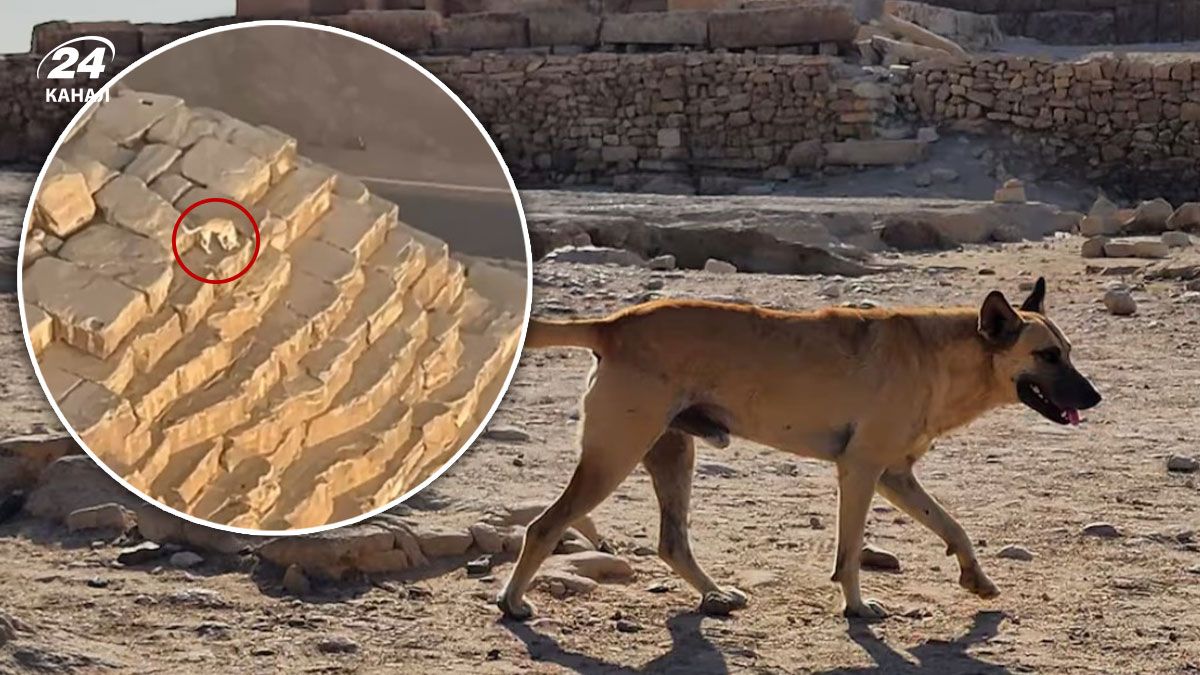 Як живе собака, якого помітили на вершині піраміди Єгипту Як живе собака, якого помітили на вершині піраміди Єгипту