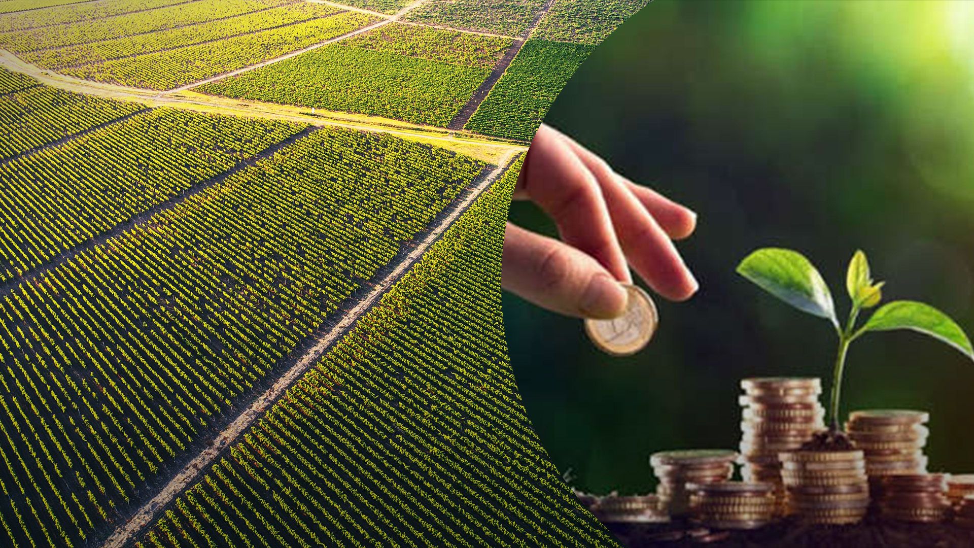 Какой налог платить за 1 гектар земли Какой налог платить за 1 гектар земли