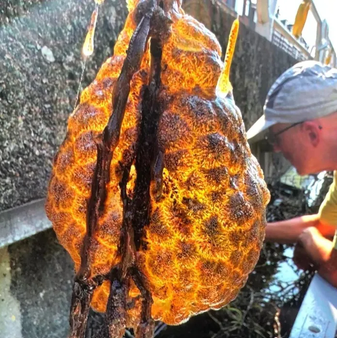 Як виглядає істота-помаранчевий мішок Як виглядає істота-помаранчевий мішок