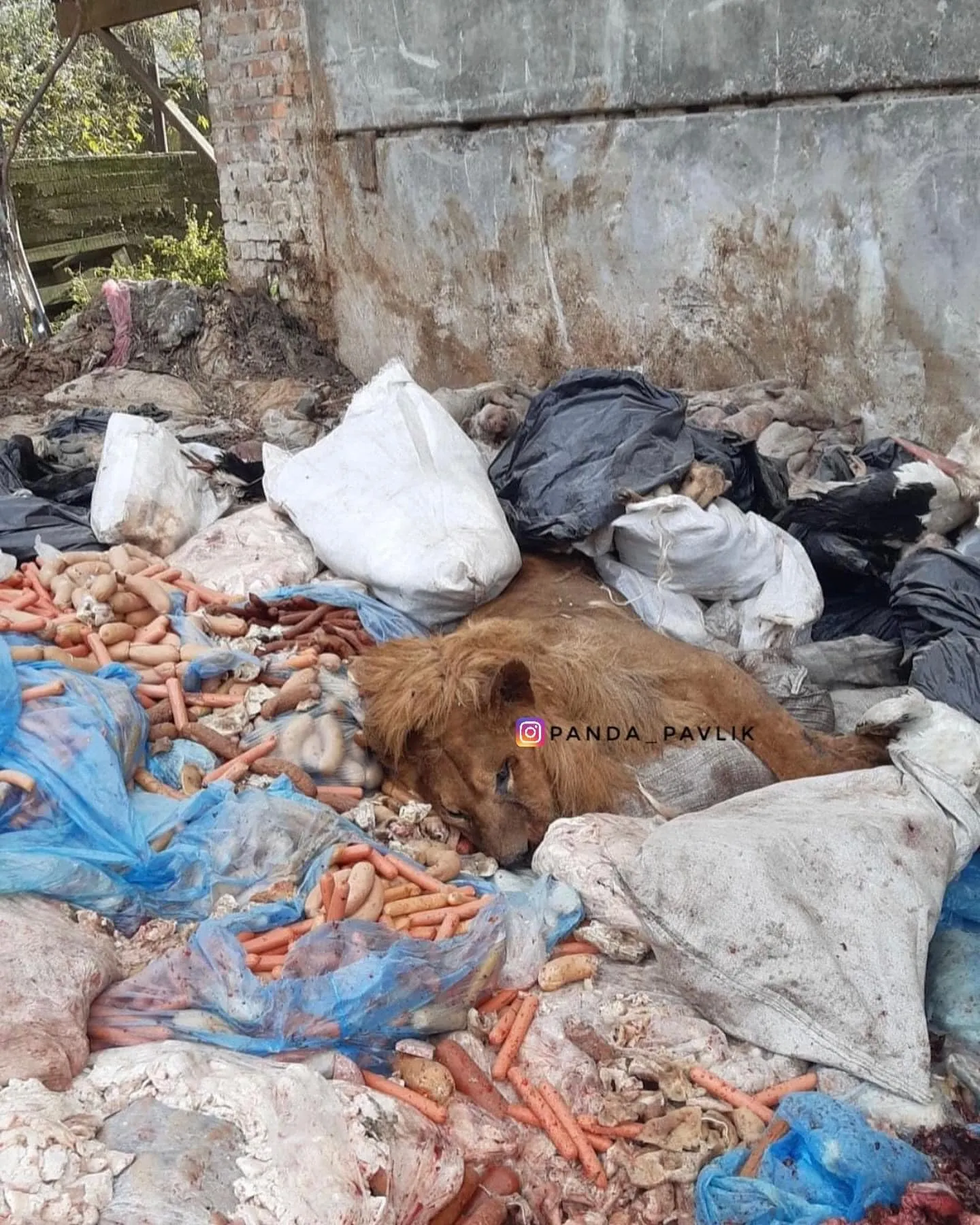 Тіло лева знайшли на Рівненщині Тіло лева знайшли на Рівненщині