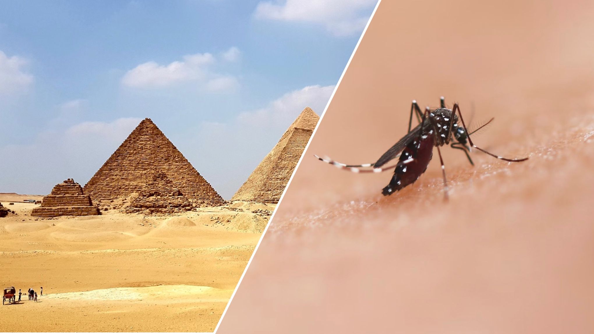 В Египте больше нет малярии В Египте больше нет малярии