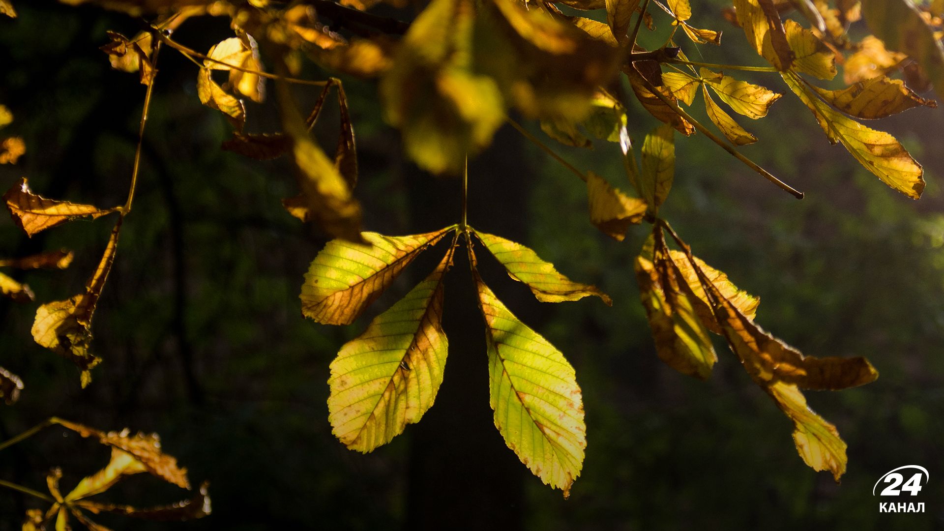 Погода в Україні Погода в Україні