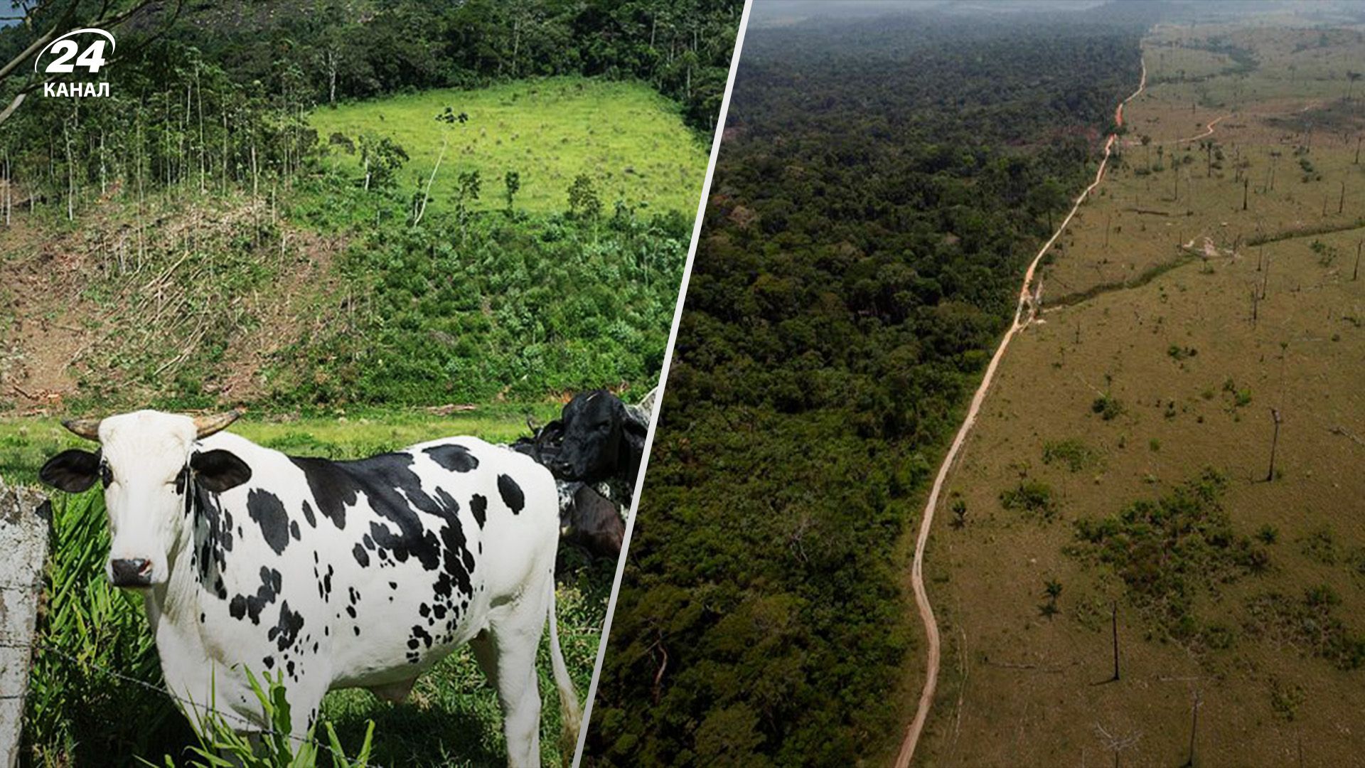 Бразильские власти оштрафовали крупного мясопереработчика Бразильские власти оштрафовали крупного мясопереработчика