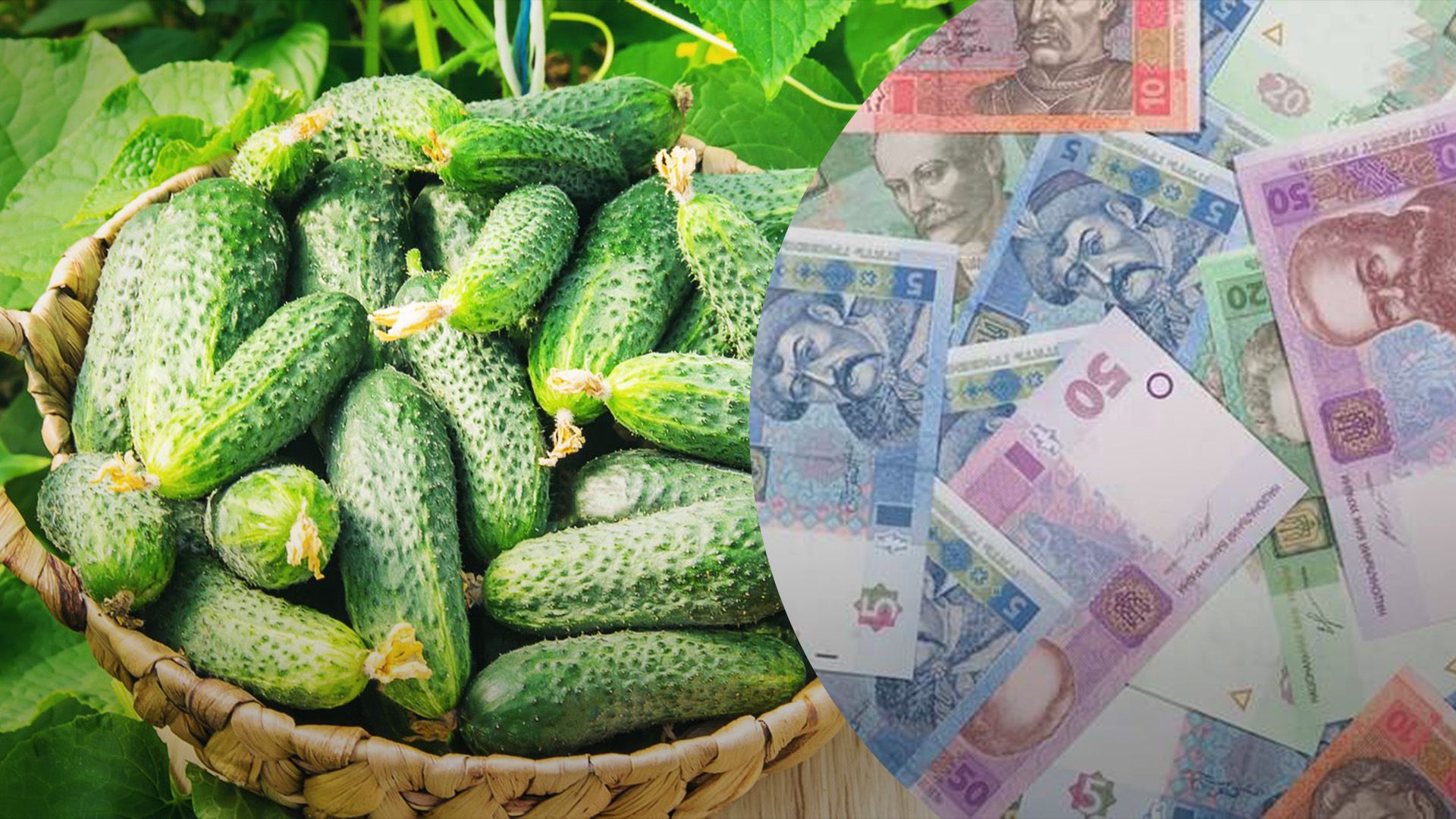 Вартість огірків росте Вартість огірків росте