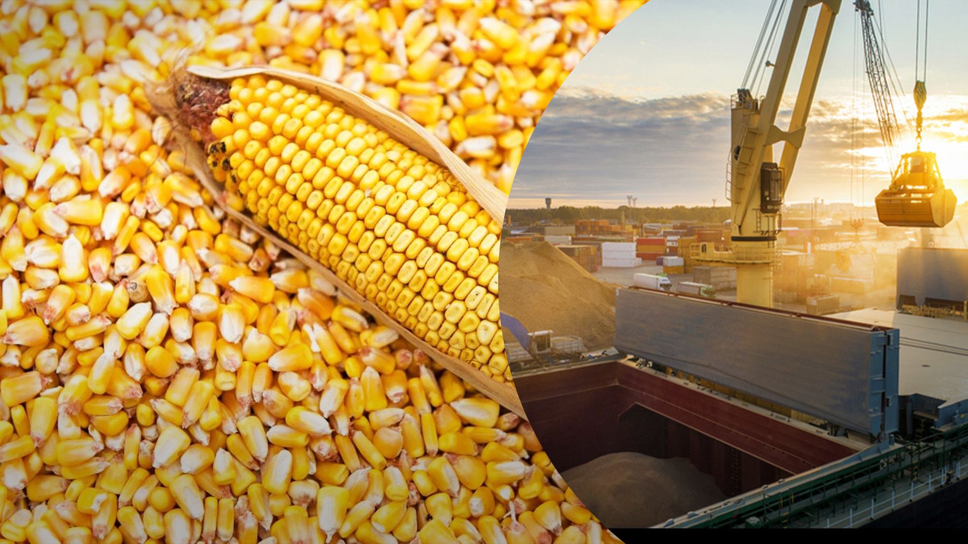 Чому кукурудза дорожчає Чому кукурудза дорожчає