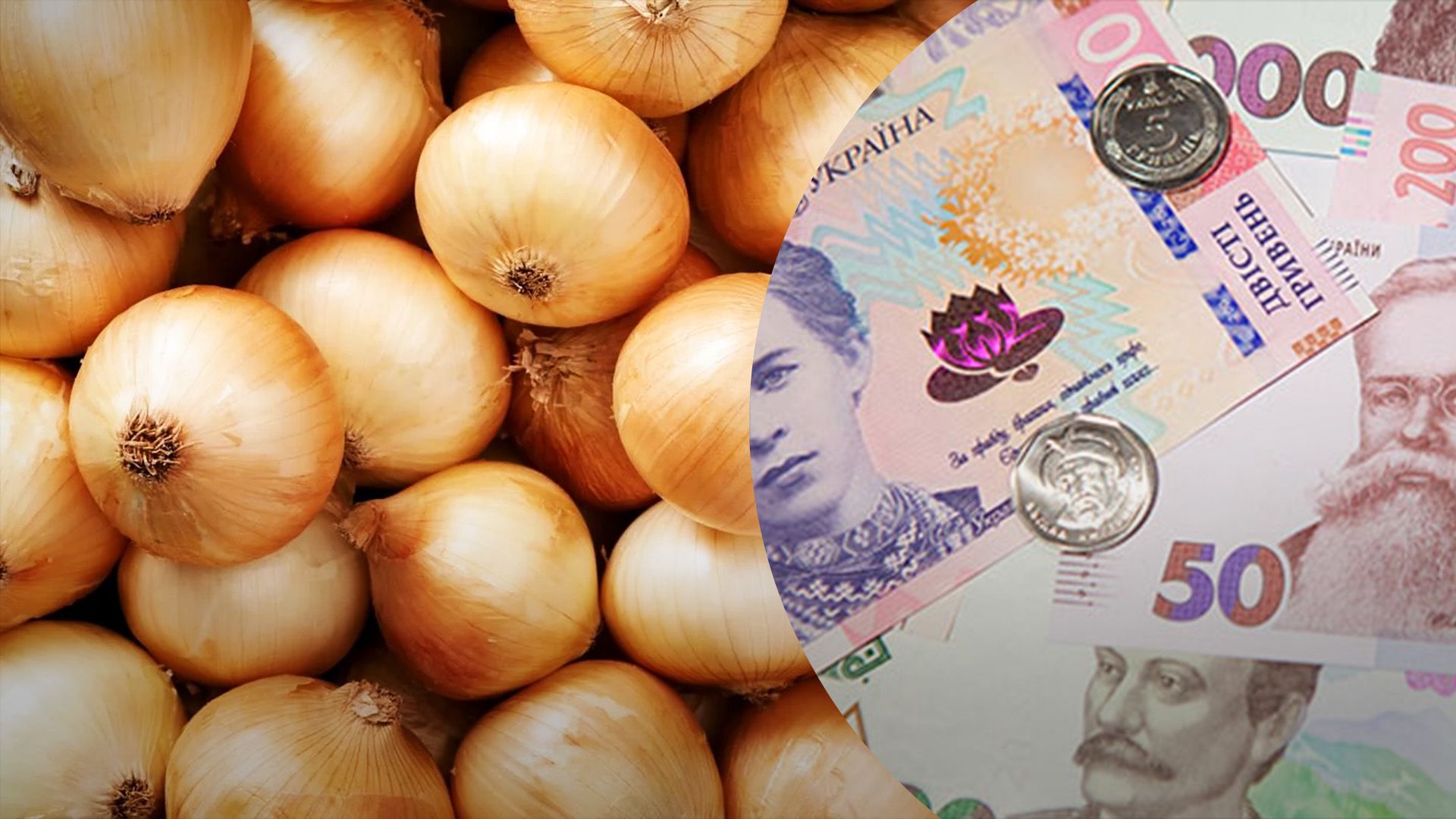 Чому цибуля дорожчає Чому цибуля дорожчає