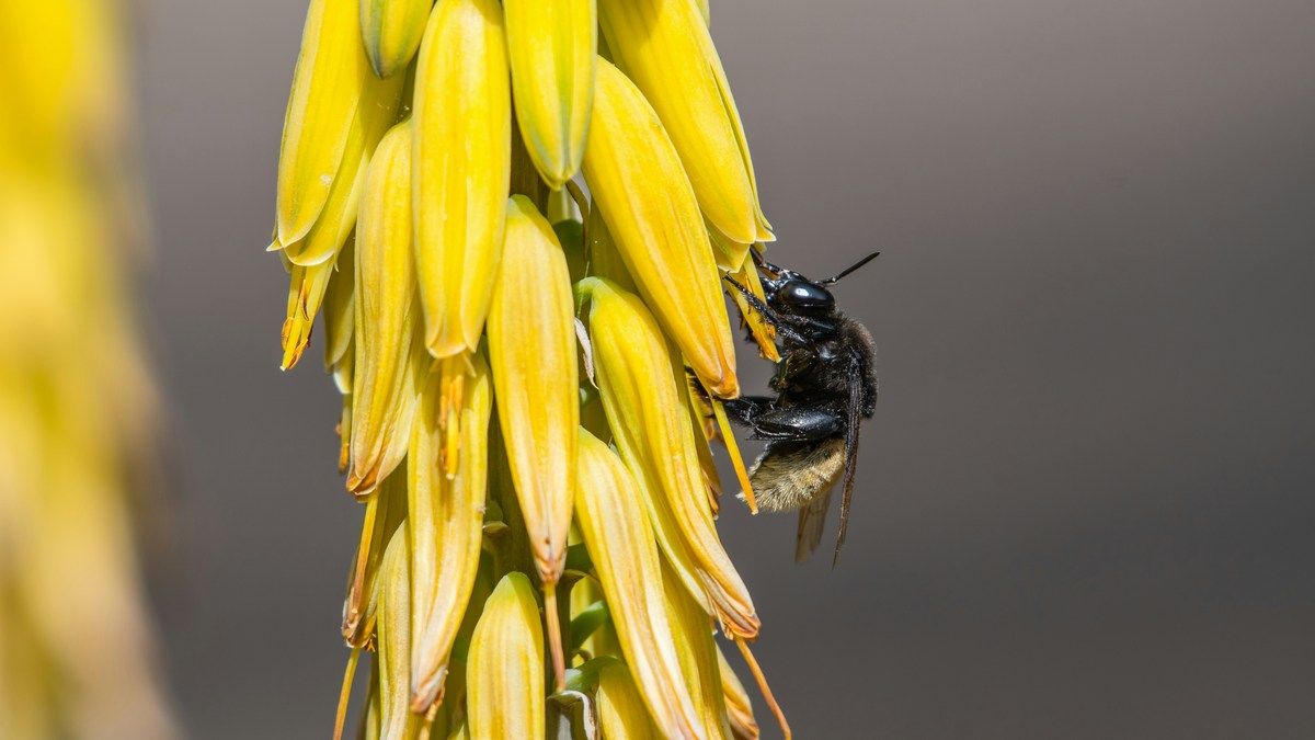 Дикие животные постоянно употребляют алкоголь, говорит новое исследование Дикие животные постоянно употребляют алкоголь, говорит новое исследование