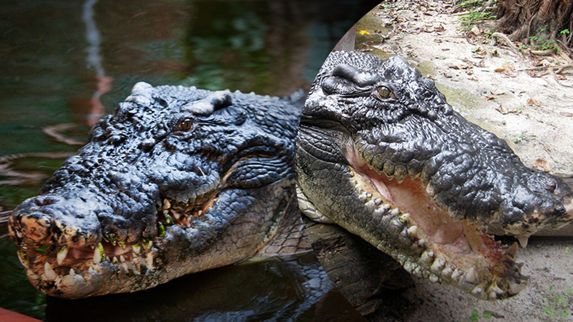 В Австралии умер самый большой в мире крокодил, живший в неволе В Австралии умер самый большой в мире крокодил, живший в неволе