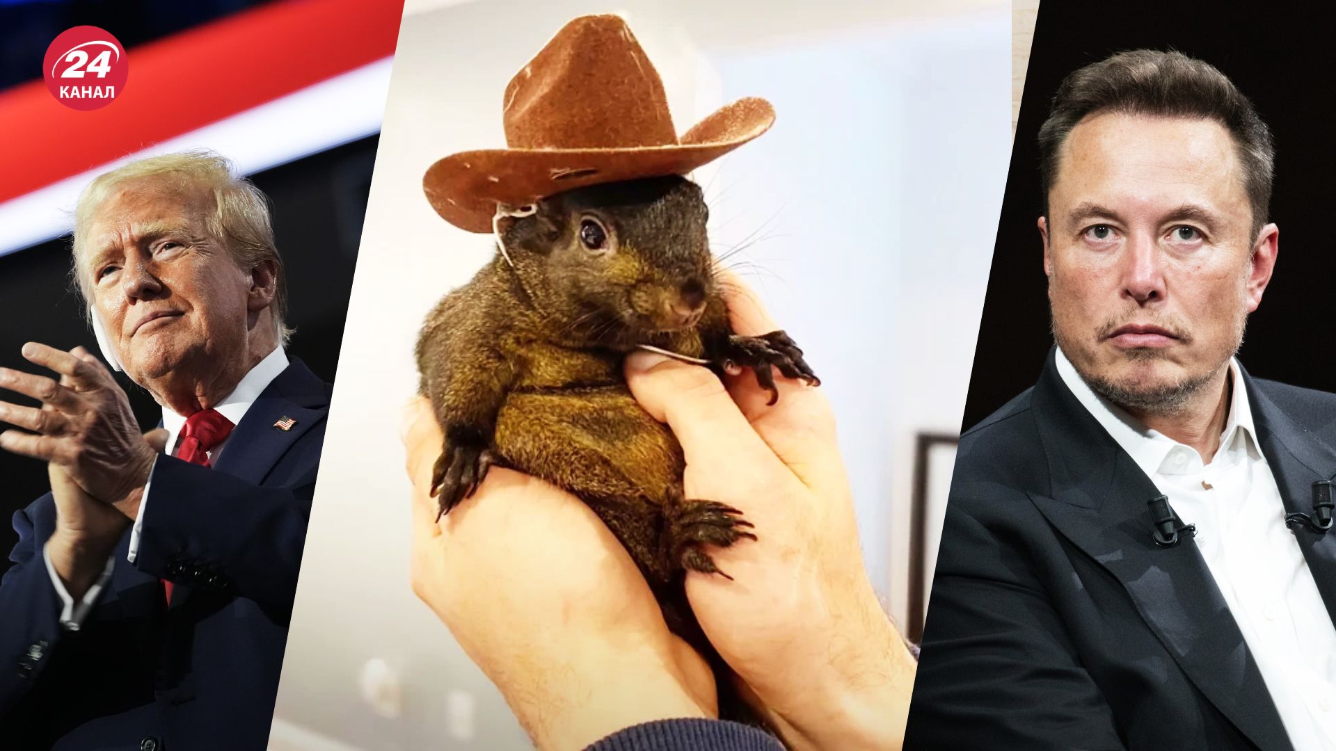 У США приспали улюбленця Instagram білку Арахіса У США приспали улюбленця Instagram білку Арахіса