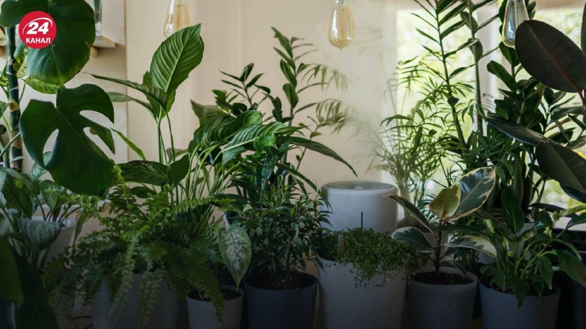 Кімнатні рослини найкраще розміщувати на висоті Кімнатні рослини найкраще розміщувати на висоті