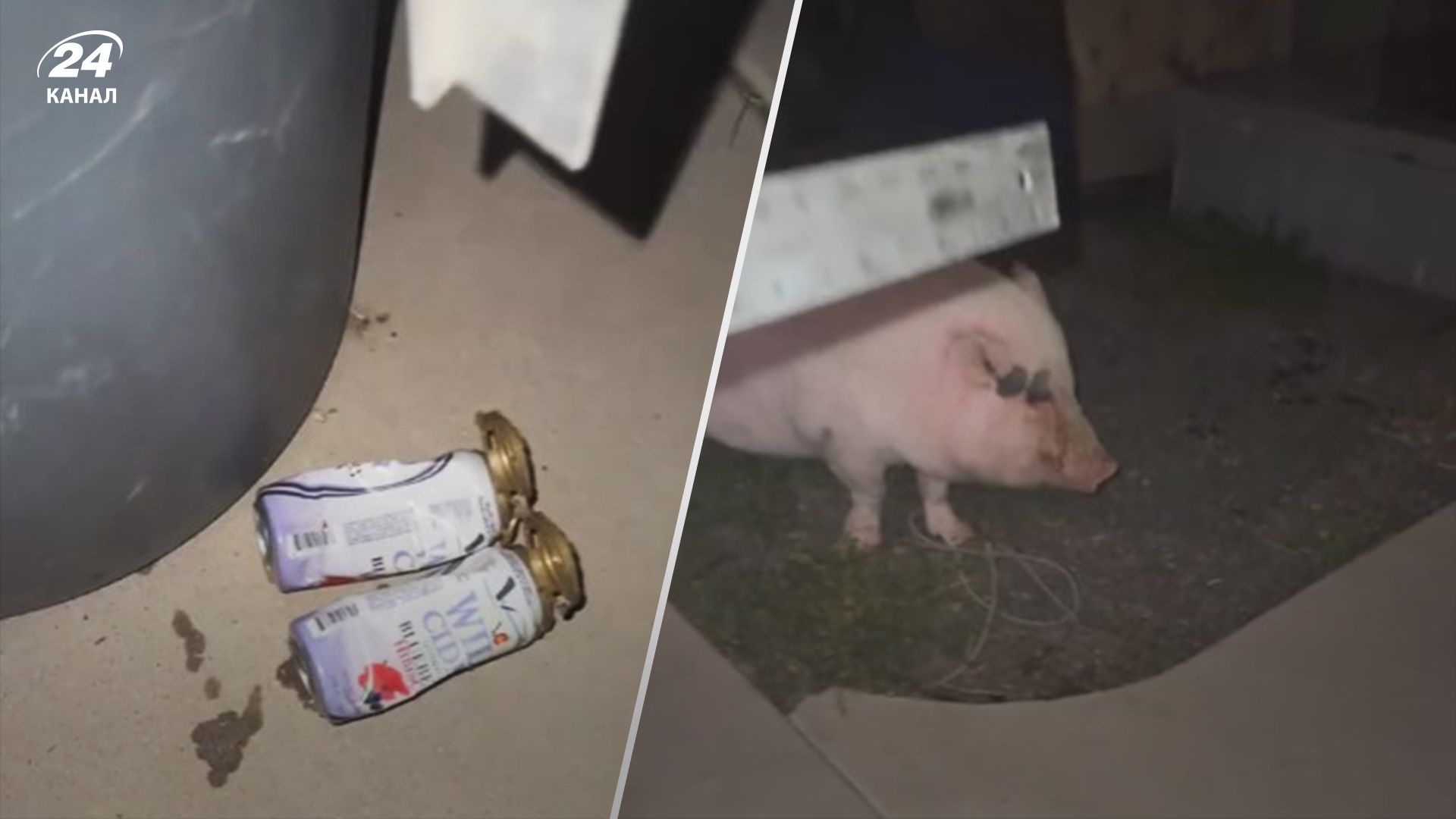 Свиня залізла у гараж і випила все пиво - в якому вона стані Свиня залізла у гараж і випила все пиво - в якому вона стані