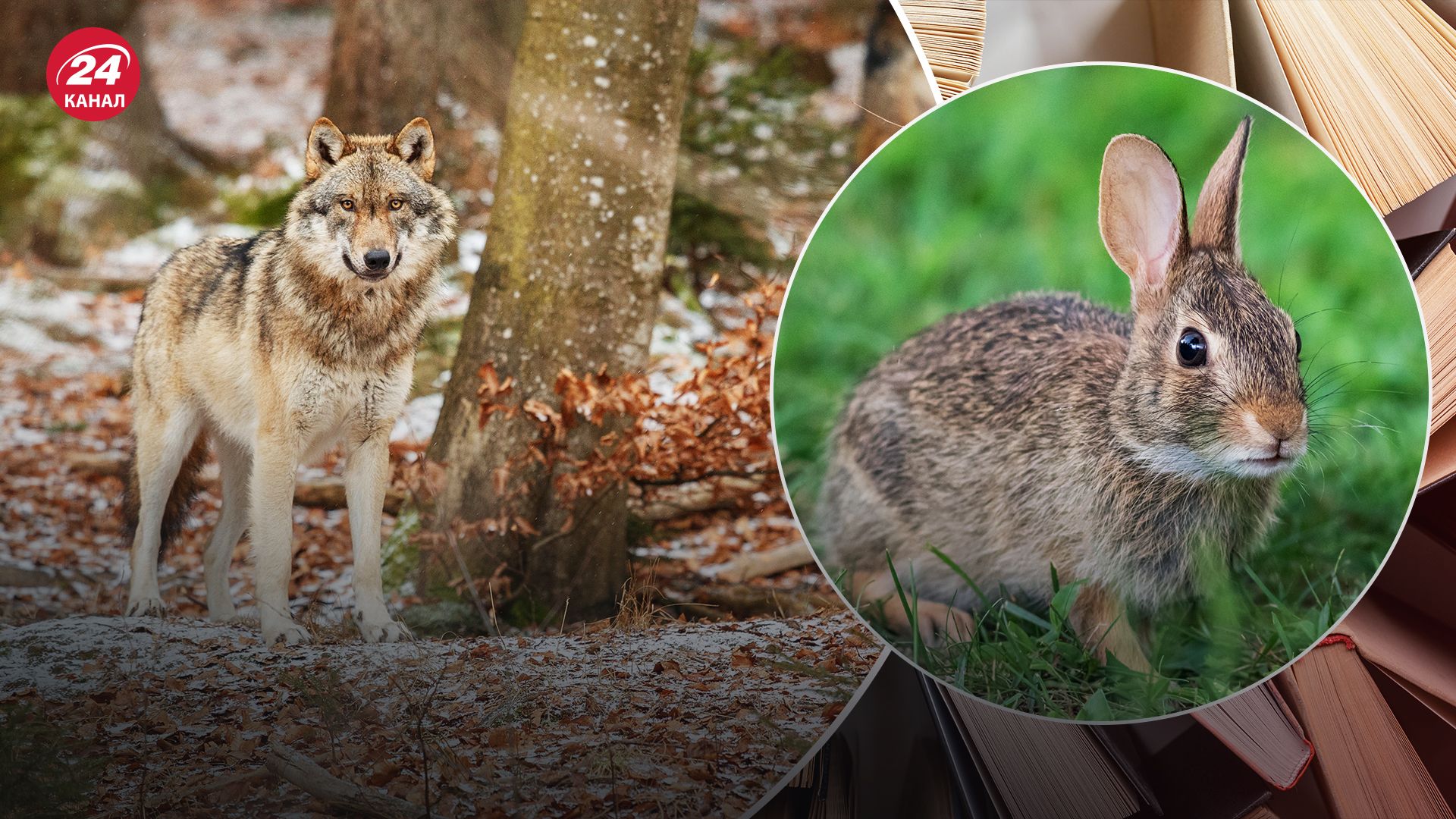 Фамилии, которые происходят от названий животных Фамилии, которые происходят от названий животных