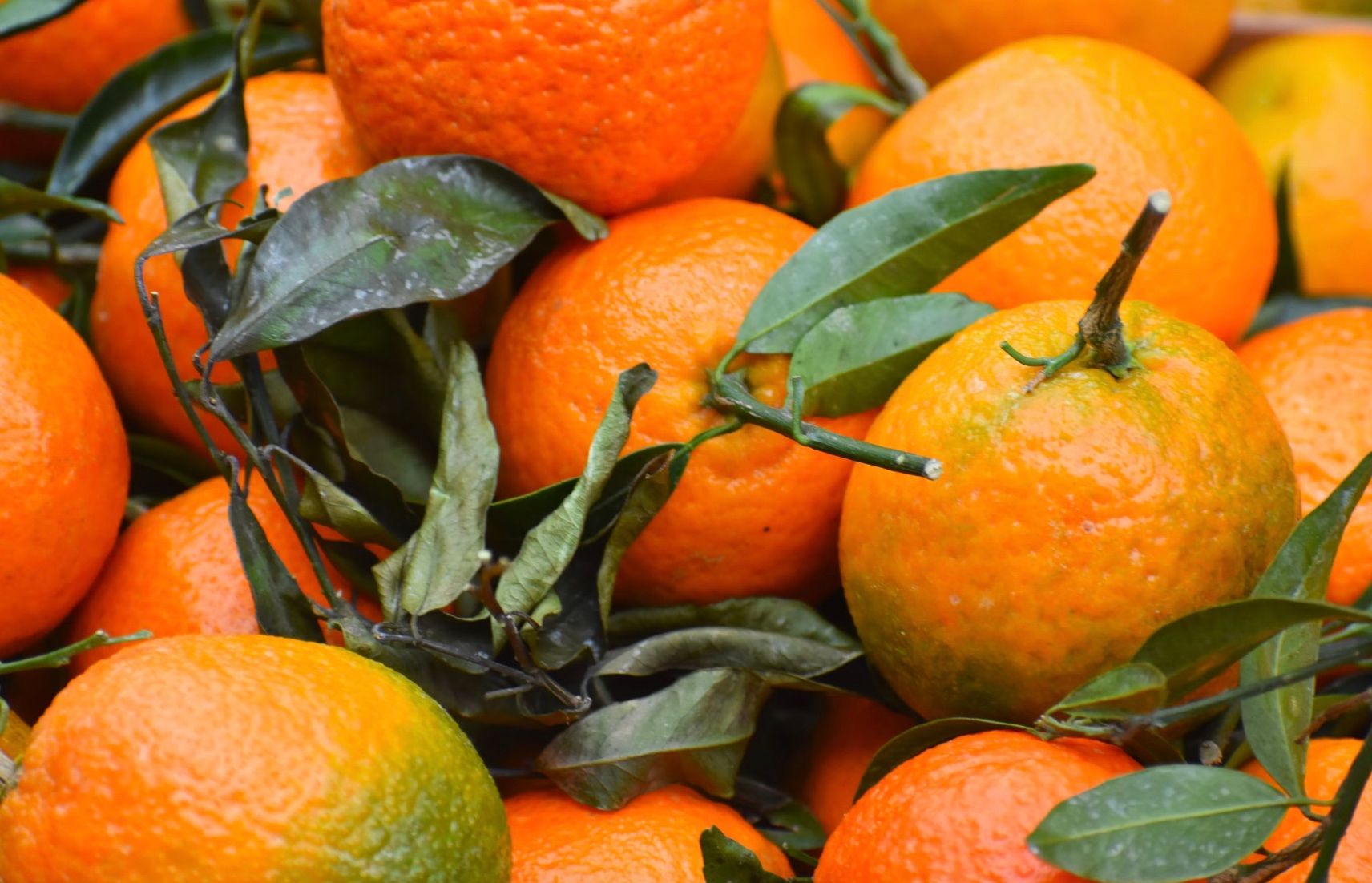 Як вибрати якісні, а головне солодкі мандарини Як вибрати якісні, а головне солодкі мандарини