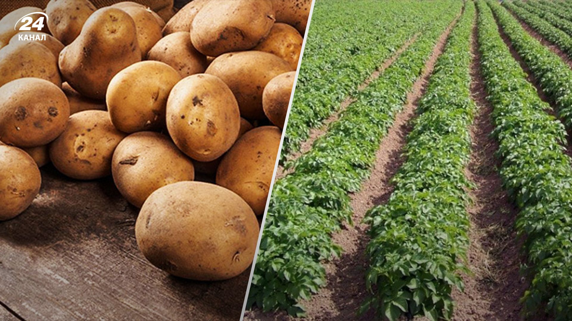 Сколько картофеля и кто выращивает Сколько картофеля и кто выращивает