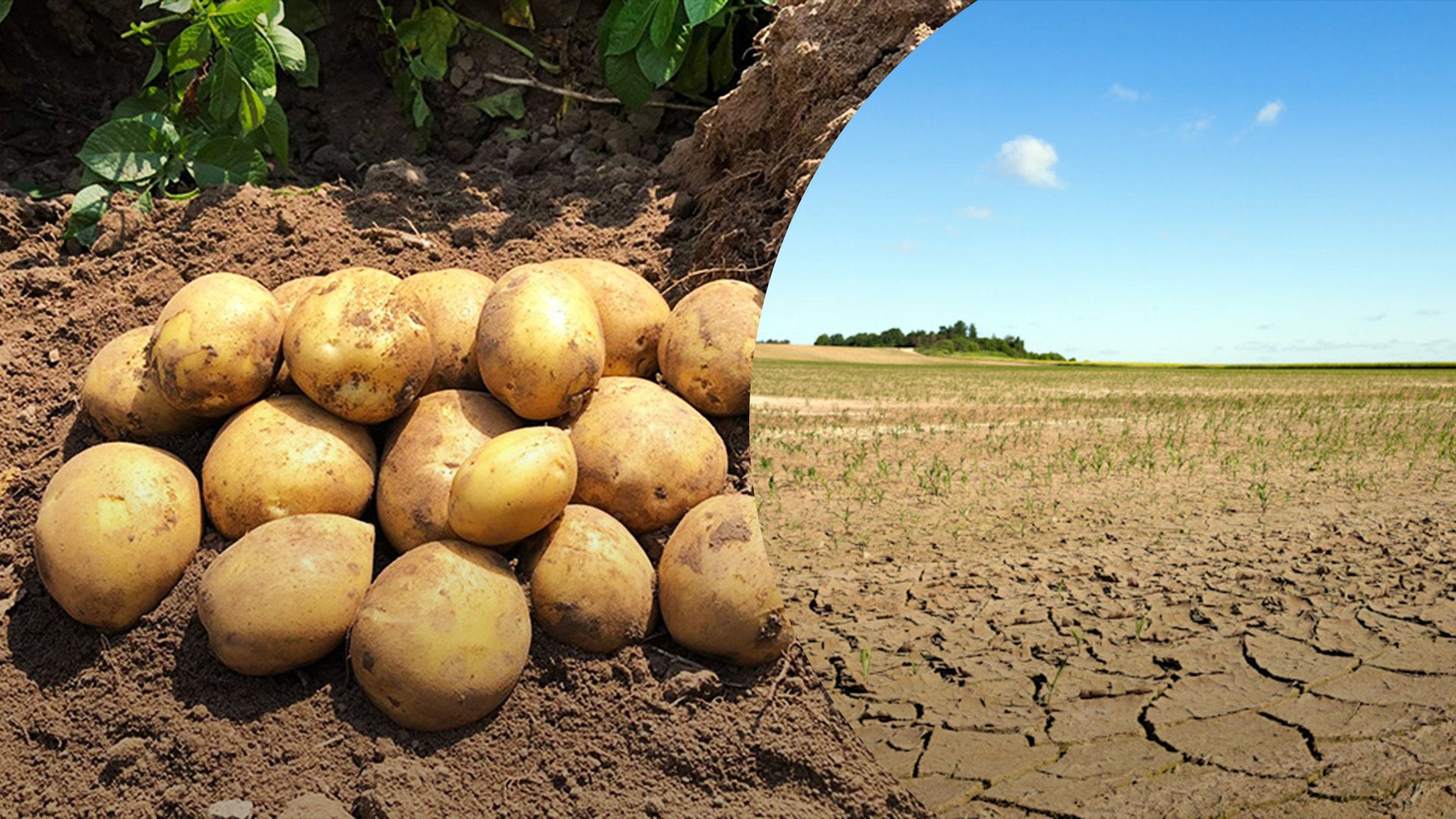 З чим пов'язаний ріст цін на картоплю З чим пов'язаний ріст цін на картоплю