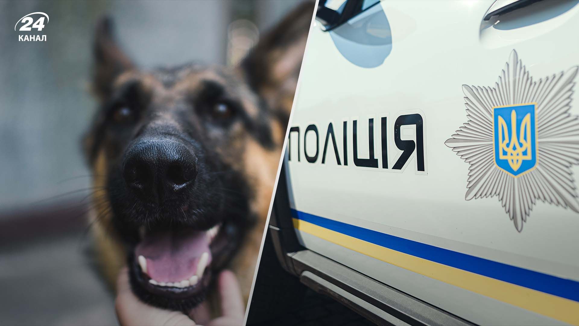 На Запоріжжі підліток стріляв із рушниці по безпритульній тварині На Запоріжжі підліток стріляв із рушниці по безпритульній тварині