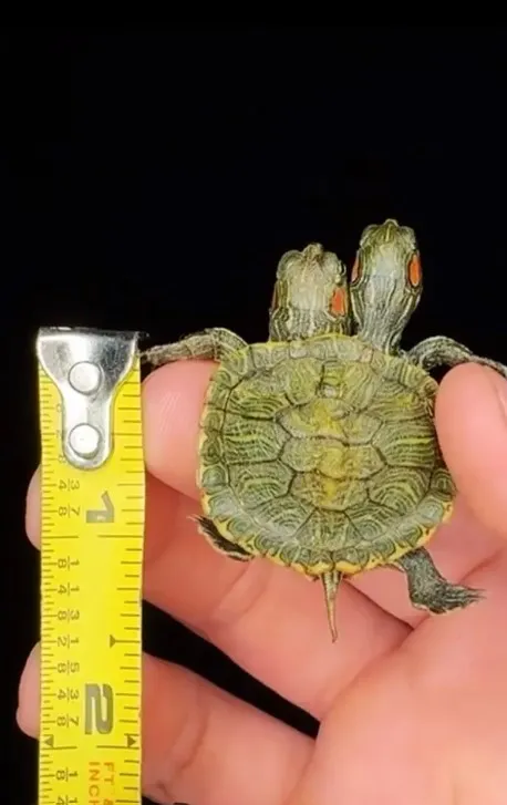 Який вигляд має рідкісна черепаха Який вигляд має рідкісна черепаха
