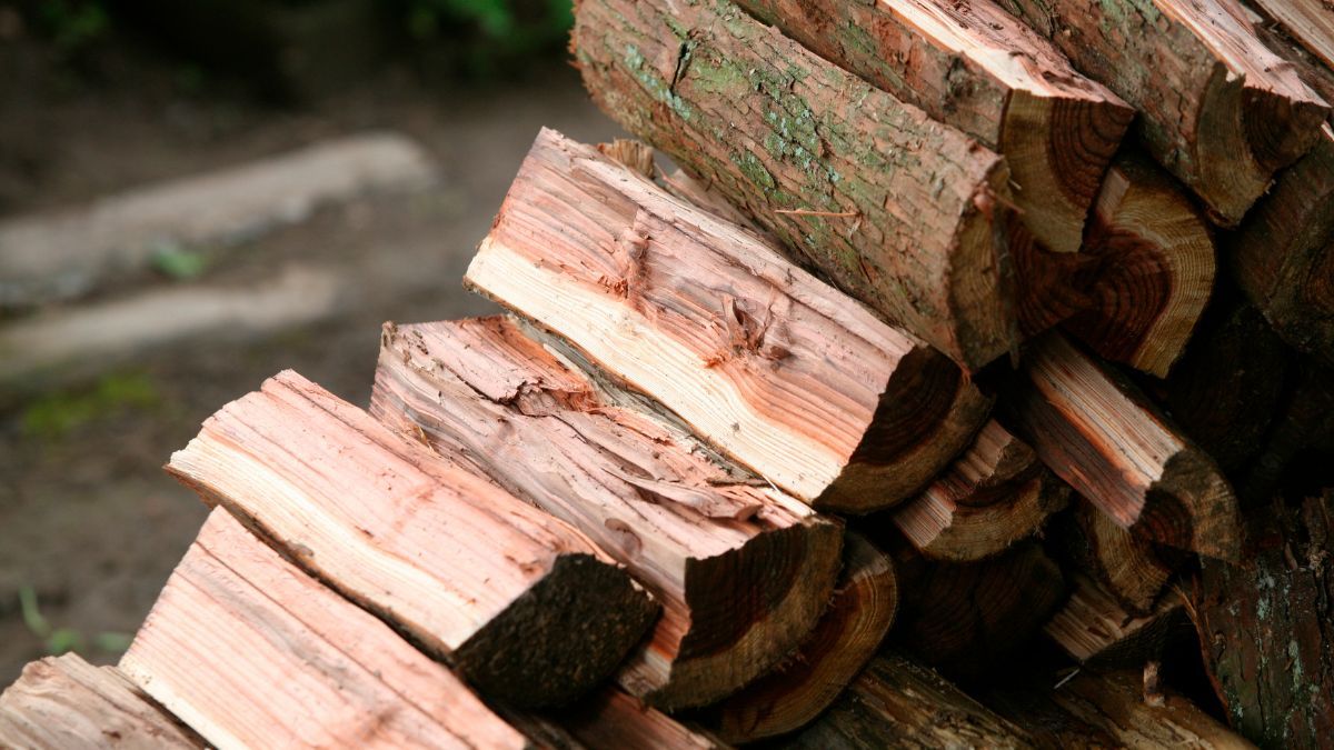 Как получить выписку на дрова Как получить выписку на дрова