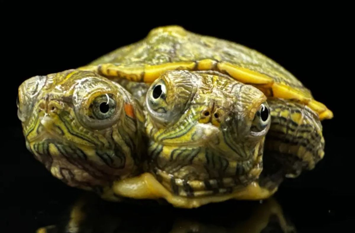 Редкая двухголовая черепаха стала интернет-звездой Редкая двухголовая черепаха стала интернет-звездой