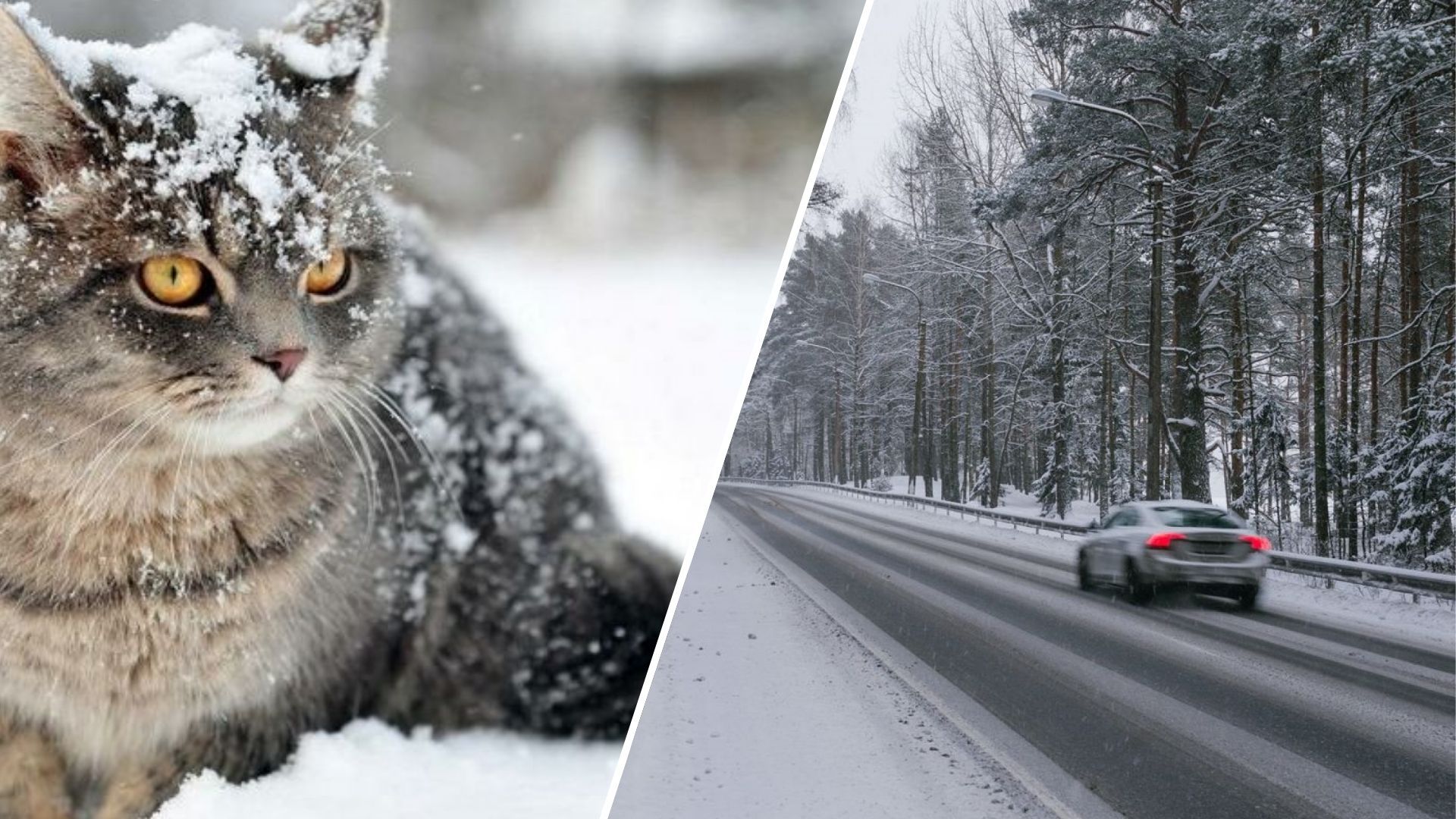 Коли в Україні випаде сніг Коли в Україні випаде сніг