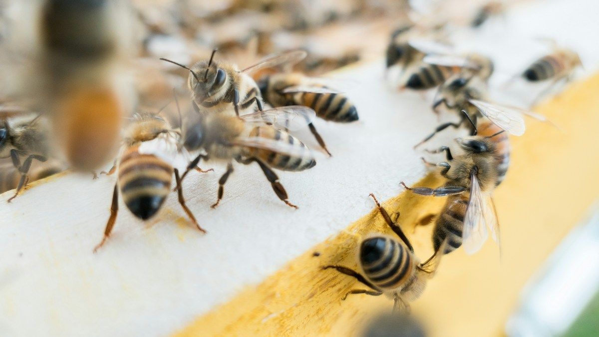 Рідкісні бджоли завадили Meta побудувати ЦОД поряд із атомною станцією Рідкісні бджоли завадили Meta побудувати ЦОД поряд із атомною станцією